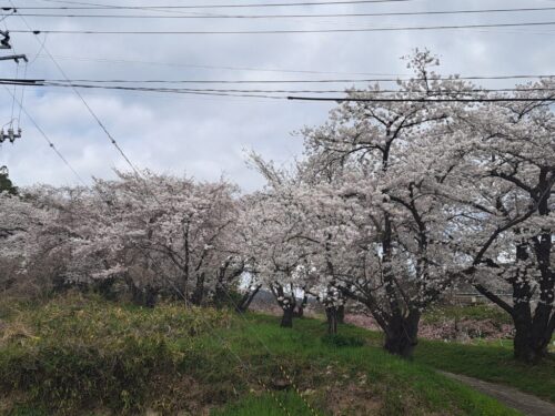 ふくしまの春🌸