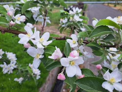 リンゴの花もあっという間に満開です❗